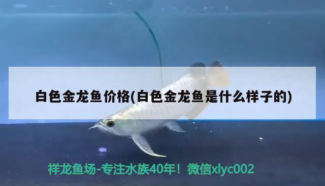 白色金龍魚價(jià)格(白色金龍魚是什么樣子的)