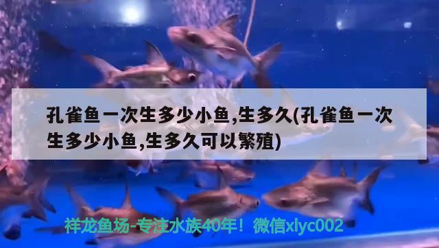 孔雀魚(yú)一次生多少小魚(yú),生多久(孔雀魚(yú)一次生多少小魚(yú),生多久可以繁殖)