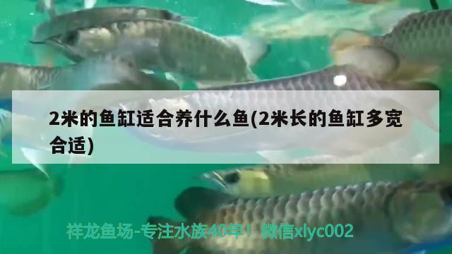 2米的魚缸適合養(yǎng)什么魚(2米長的魚缸多寬合適) 野彩魚