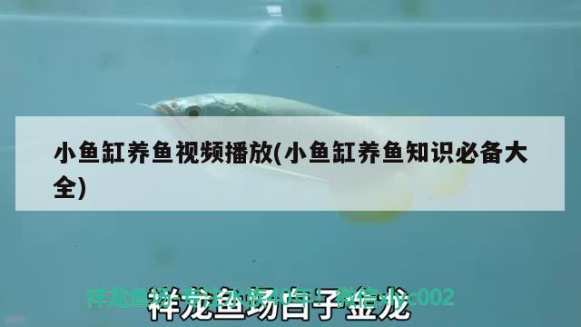 小魚缸養(yǎng)魚視頻播放(小魚缸養(yǎng)魚知識(shí)必備大全) 紅老虎魚