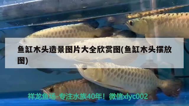 魚缸木頭造景圖片大全欣賞圖(魚缸木頭擺放圖)