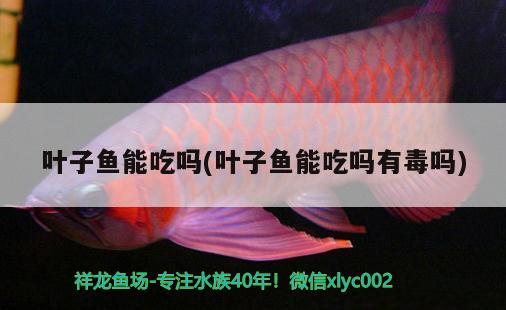 葉子魚(yú)能吃嗎(葉子魚(yú)能吃嗎有毒嗎)