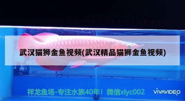 武漢貓獅金魚視頻(武漢精品貓獅金魚視頻)