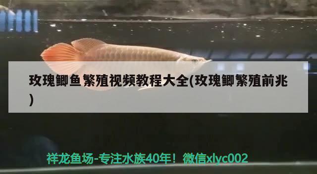 玫瑰鯽魚繁殖視頻教程大全(玫瑰鯽繁殖前兆)