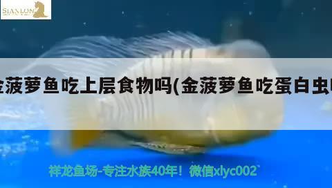 金菠蘿魚吃上層食物嗎(金菠蘿魚吃蛋白蟲嗎)