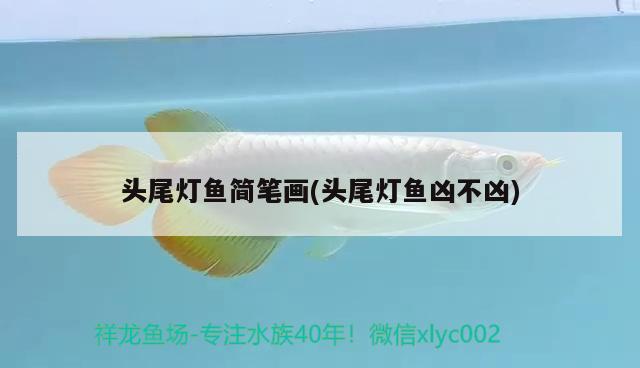 頭尾燈魚簡筆畫(頭尾燈魚兇不兇) 觀賞魚