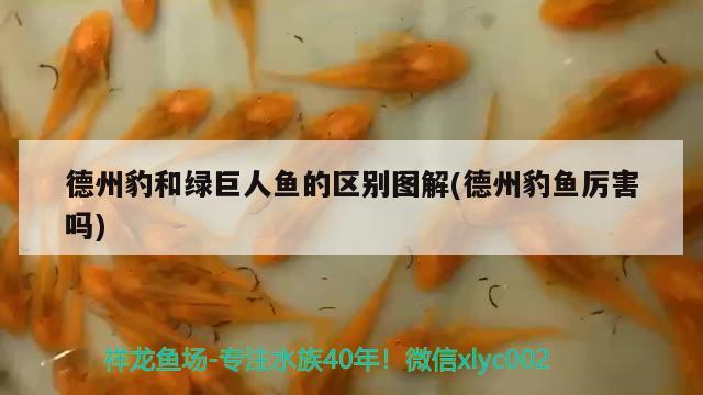 德州豹和綠巨人魚的區(qū)別圖解(德州豹魚厲害嗎)