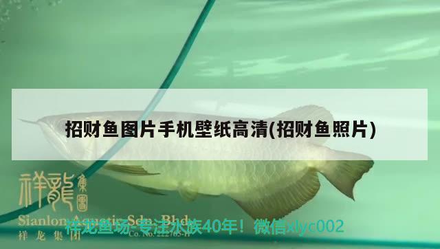 招財魚圖片手機壁紙高清(招財魚照片) 觀賞魚