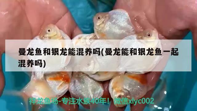 曼龍魚和銀龍能混養(yǎng)嗎(曼龍能和銀龍魚一起混養(yǎng)嗎) 銀龍魚