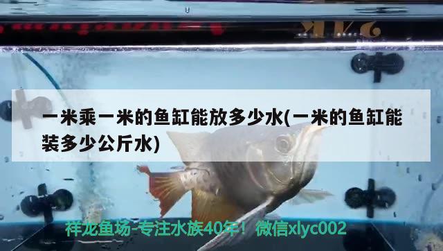 一米乘一米的魚缸能放多少水(一米的魚缸能裝多少公斤水) 三色錦鯉魚