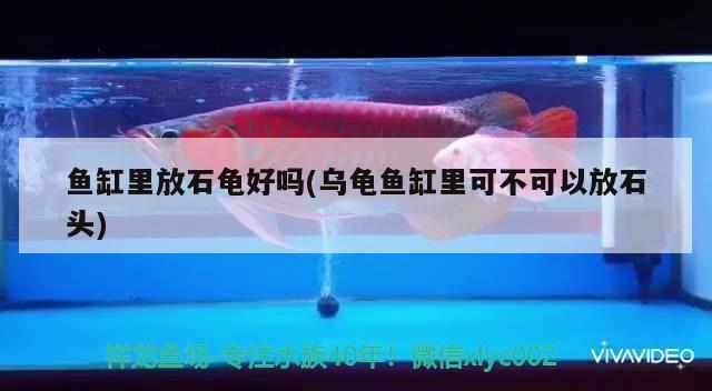 魚缸里放石龜好嗎(烏龜魚缸里可不可以放石頭)