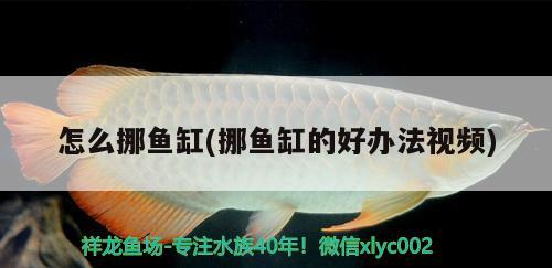 怎么挪魚缸(挪魚缸的好辦法視頻)