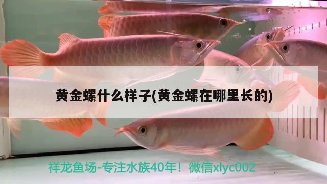 黃金螺什么樣子(黃金螺在哪里長的) 觀賞魚