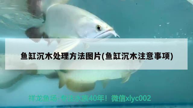 魚(yú)缸沉木處理方法圖片(魚(yú)缸沉木注意事項(xiàng)) 眼斑魚(yú)