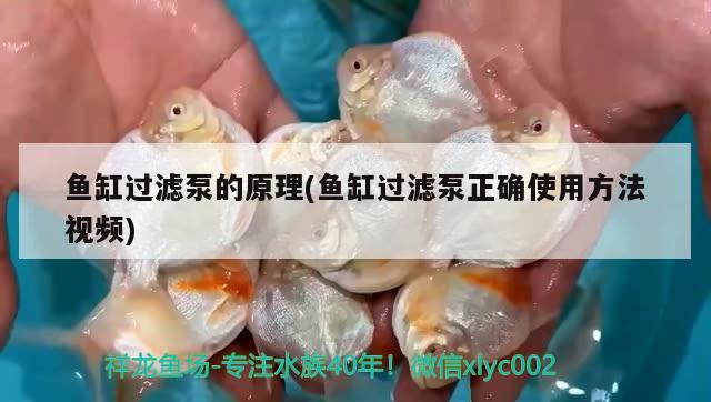 魚缸過濾泵的原理(魚缸過濾泵正確使用方法視頻) 廣州水族器材濾材批發(fā)市場