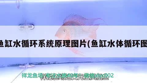 魚缸水循環(huán)系統(tǒng)原理圖片(魚缸水體循環(huán)圖) 白子關(guān)刀魚苗