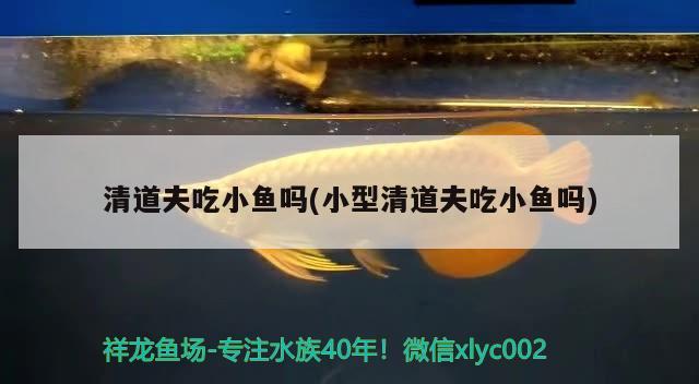 清道夫吃小魚嗎(小型清道夫吃小魚嗎)