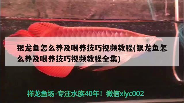 銀龍魚怎么養(yǎng)及喂養(yǎng)技巧視頻教程(銀龍魚怎么養(yǎng)及喂養(yǎng)技巧視頻教程全集)