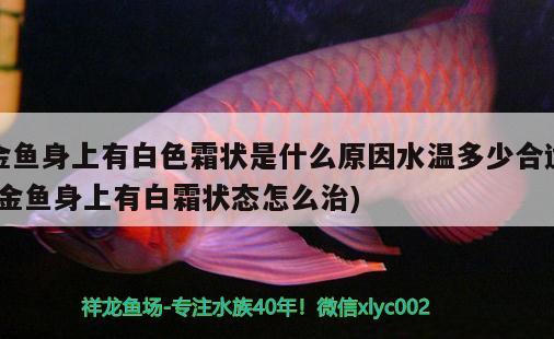 金魚(yú)身上有白色霜狀是什么原因水溫多少合適(金魚(yú)身上有白霜狀態(tài)怎么治)