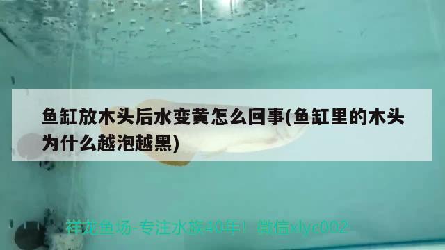 魚缸放木頭后水變黃怎么回事(魚缸里的木頭為什么越泡越黑) 祥龍超血紅龍魚