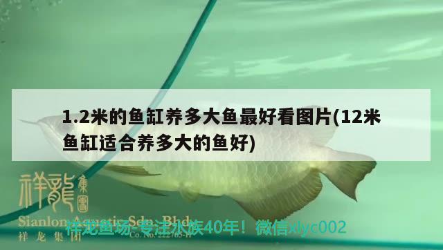 1.2米的魚缸養(yǎng)多大魚最好看圖片(12米魚缸適合養(yǎng)多大的魚好) 廣州龍魚批發(fā)市場(chǎng)