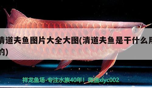 清道夫魚圖片大全大圖(清道夫魚是干什么用的) 觀賞魚