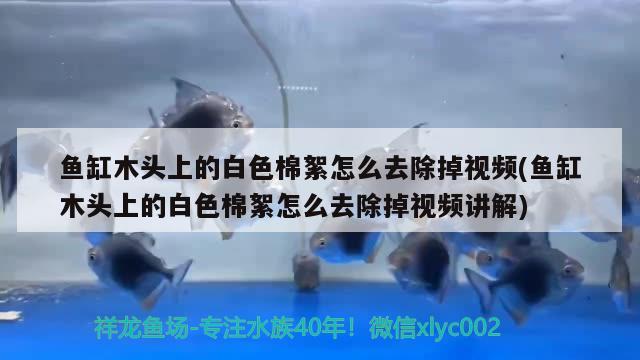 魚缸木頭上的白色棉絮怎么去除掉視頻(魚缸木頭上的白色棉絮怎么去除掉視頻講解) 水族用品