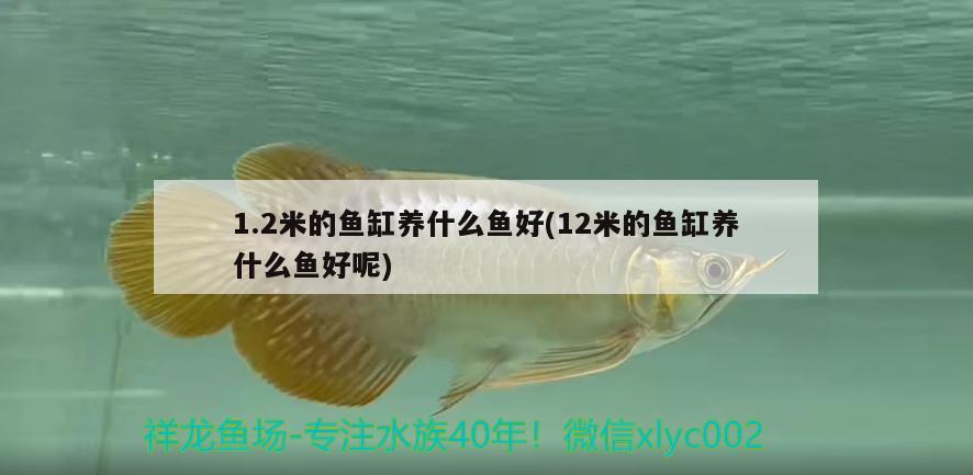 1.2米的魚缸養(yǎng)什么魚好(12米的魚缸養(yǎng)什么魚好呢)