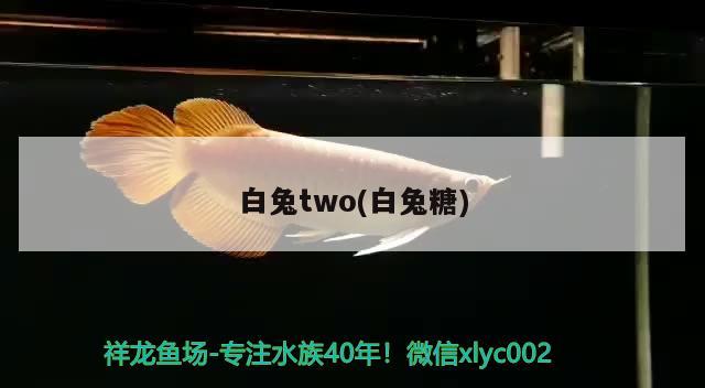 白兔two(白兔糖) 觀賞魚