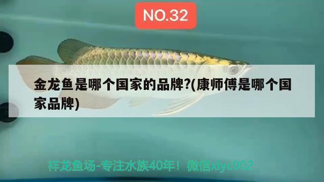 金龍魚(yú)是哪個(gè)國(guó)家的品牌?(康師傅是哪個(gè)國(guó)家品牌)