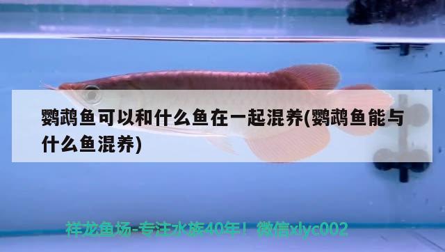 鸚鵡魚可以和什么魚在一起混養(yǎng)(鸚鵡魚能與什么魚混養(yǎng)) 鸚鵡魚