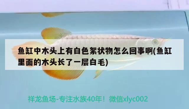 魚缸中木頭上有白色絮狀物怎么回事啊(魚缸里面的木頭長了一層白毛) 雪龍魚