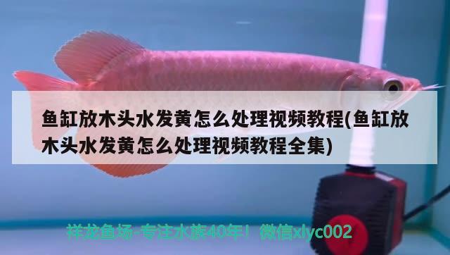 魚缸放木頭水發(fā)黃怎么處理視頻教程(魚缸放木頭水發(fā)黃怎么處理視頻教程全集) 藍(lán)底過背金龍魚