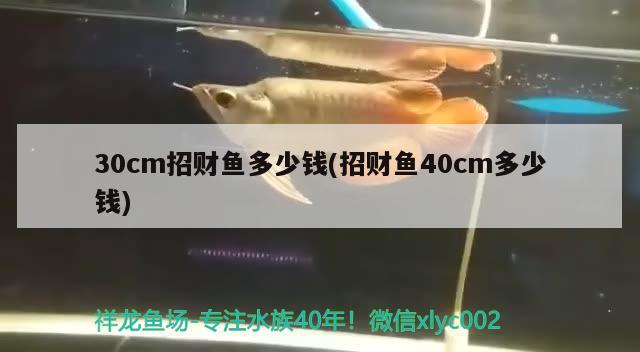 30cm招財(cái)魚多少錢(招財(cái)魚40cm多少錢) 觀賞魚