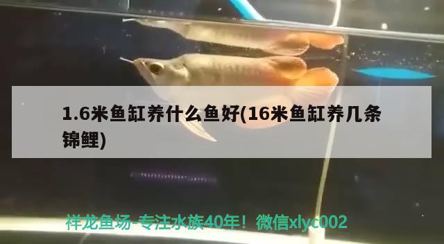 1.6米魚缸養(yǎng)什么魚好(16米魚缸養(yǎng)幾條錦鯉)