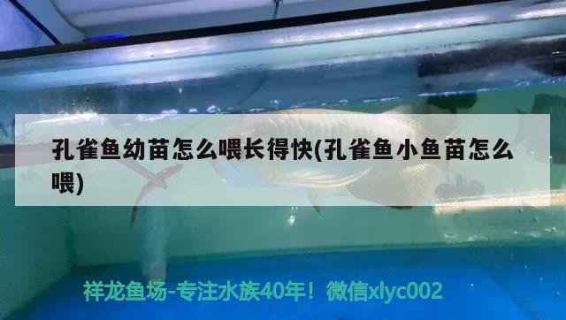 孔雀魚幼苗怎么喂長得快(孔雀魚小魚苗怎么喂)