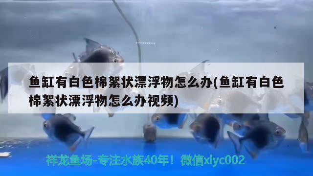 魚缸有白色棉絮狀漂浮物怎么辦(魚缸有白色棉絮狀漂浮物怎么辦視頻)