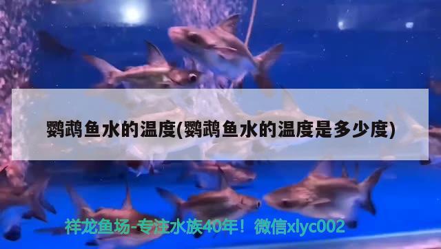 鸚鵡魚水的溫度(鸚鵡魚水的溫度是多少度)