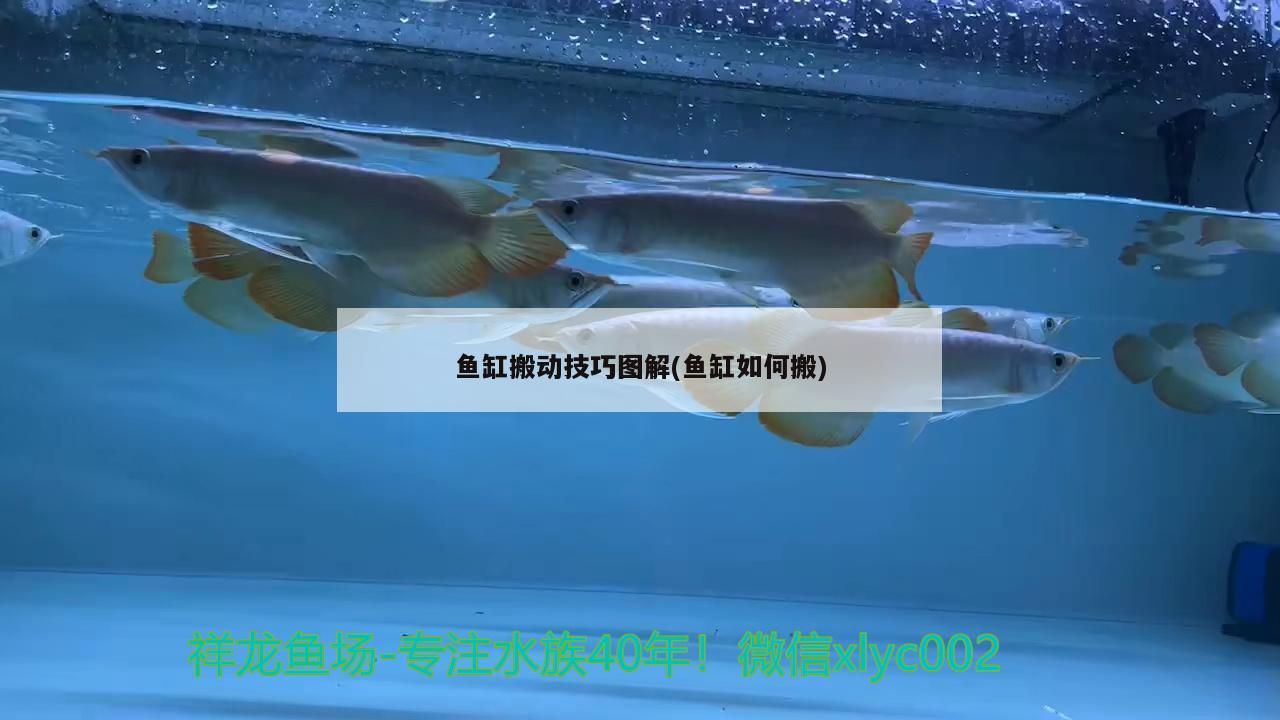 魚缸搬動(dòng)技巧圖解(魚缸如何搬) 大嘴鯨魚 第2張