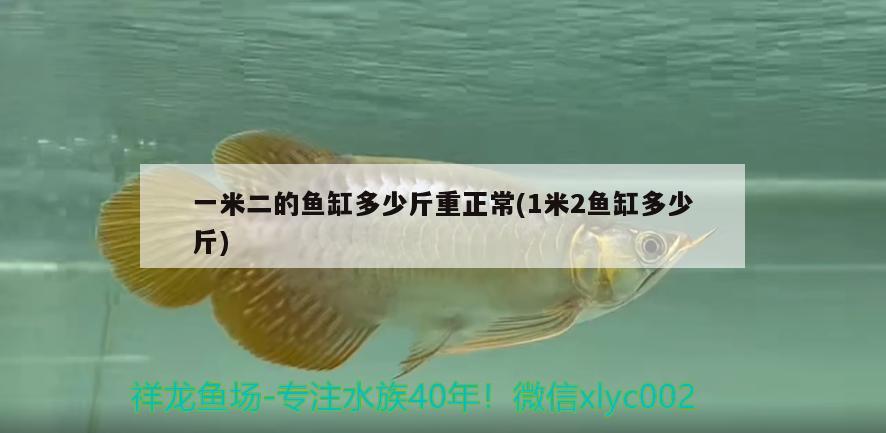 一米二的魚缸多少斤重正常(1米2魚缸多少斤)