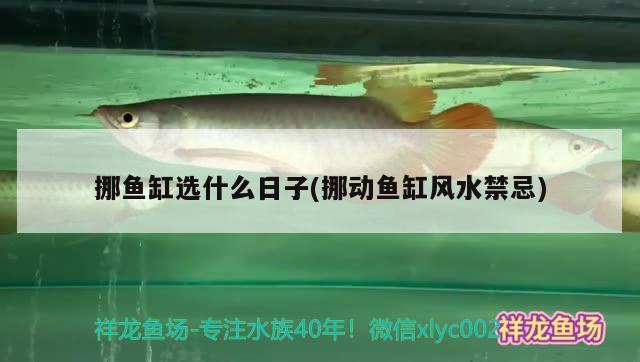 挪魚缸選什么日子(挪動(dòng)魚缸風(fēng)水禁忌)