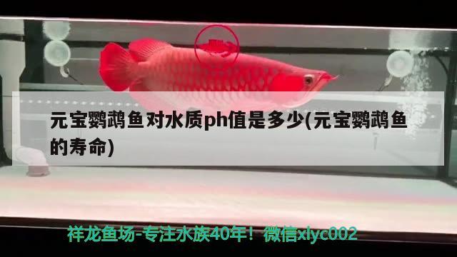 元寶鸚鵡魚對水質(zhì)ph值是多少(元寶鸚鵡魚的壽命) 鸚鵡魚