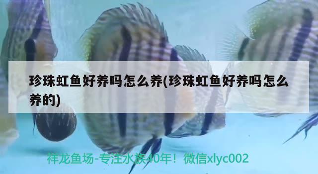 珍珠虹魚(yú)好養(yǎng)嗎怎么養(yǎng)(珍珠虹魚(yú)好養(yǎng)嗎怎么養(yǎng)的) 觀賞魚(yú)