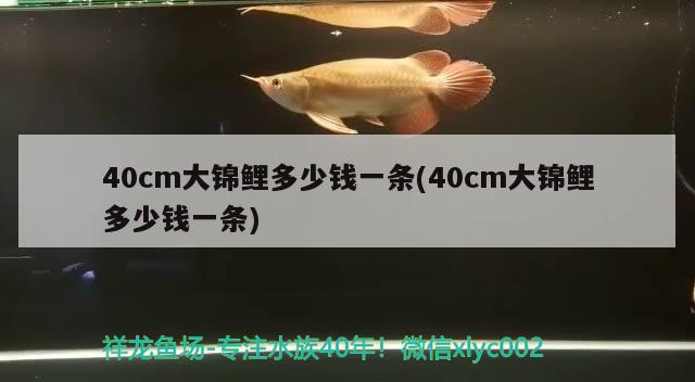 40cm大錦鯉多少錢一條(40cm大錦鯉多少錢一條) 觀賞魚