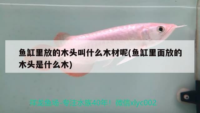 魚(yú)缸里放的木頭叫什么木材呢(魚(yú)缸里面放的木頭是什么木)