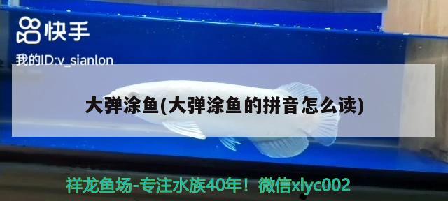 大彈涂魚(yú)(大彈涂魚(yú)的拼音怎么讀) 觀賞魚(yú)