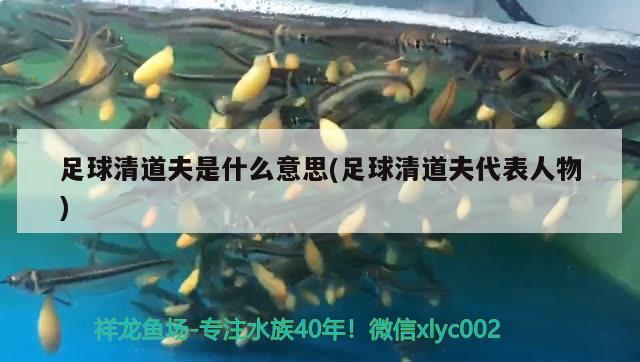 足球清道夫是什么意思(足球清道夫代表人物) 觀賞魚