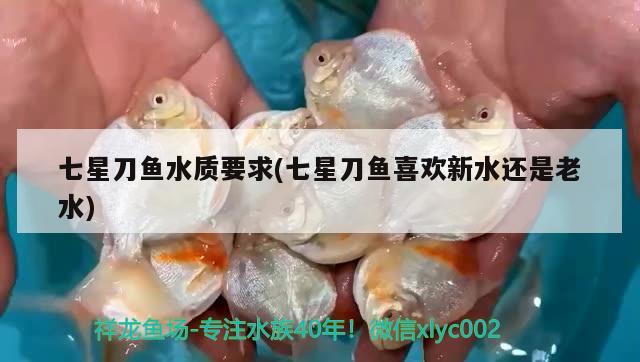 七星刀魚水質要求(七星刀魚喜歡新水還是老水) 觀賞魚