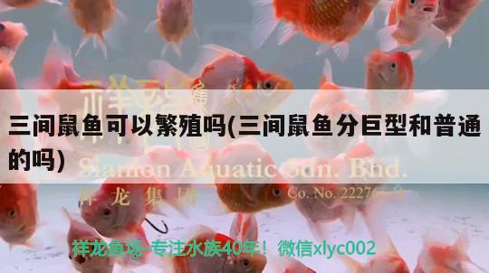 三間鼠魚可以繁殖嗎(三間鼠魚分巨型和普通的嗎) 三間鼠魚