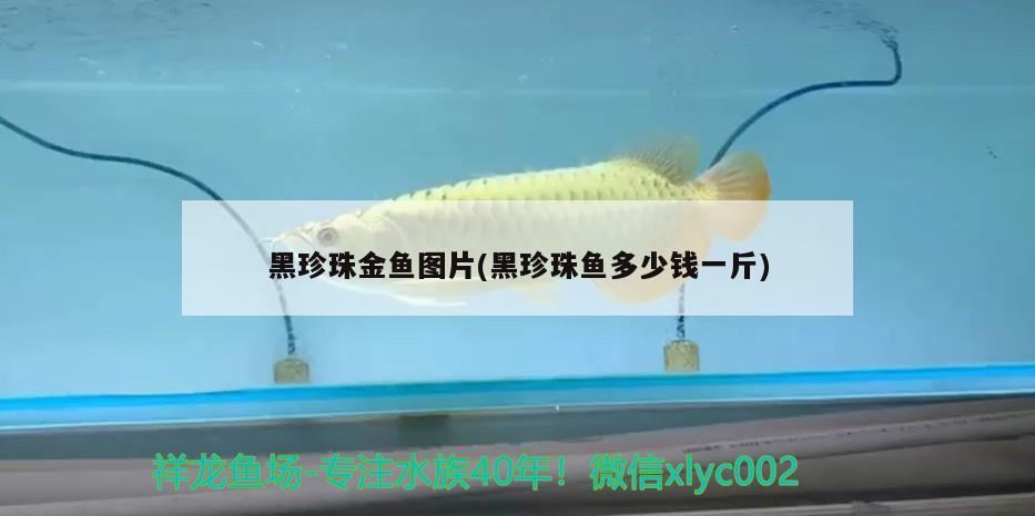 黑珍珠金魚圖片(黑珍珠魚多少錢一斤) 觀賞魚